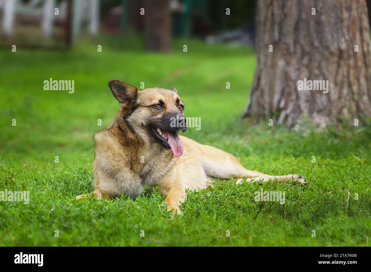 Promenades en chiens mongrel rouges dans le parc. Le berger suisse blanc demi-race marche en plein air sur l'herbe verte et aime la vie. Un chien domestique heureux sans Banque D'Images