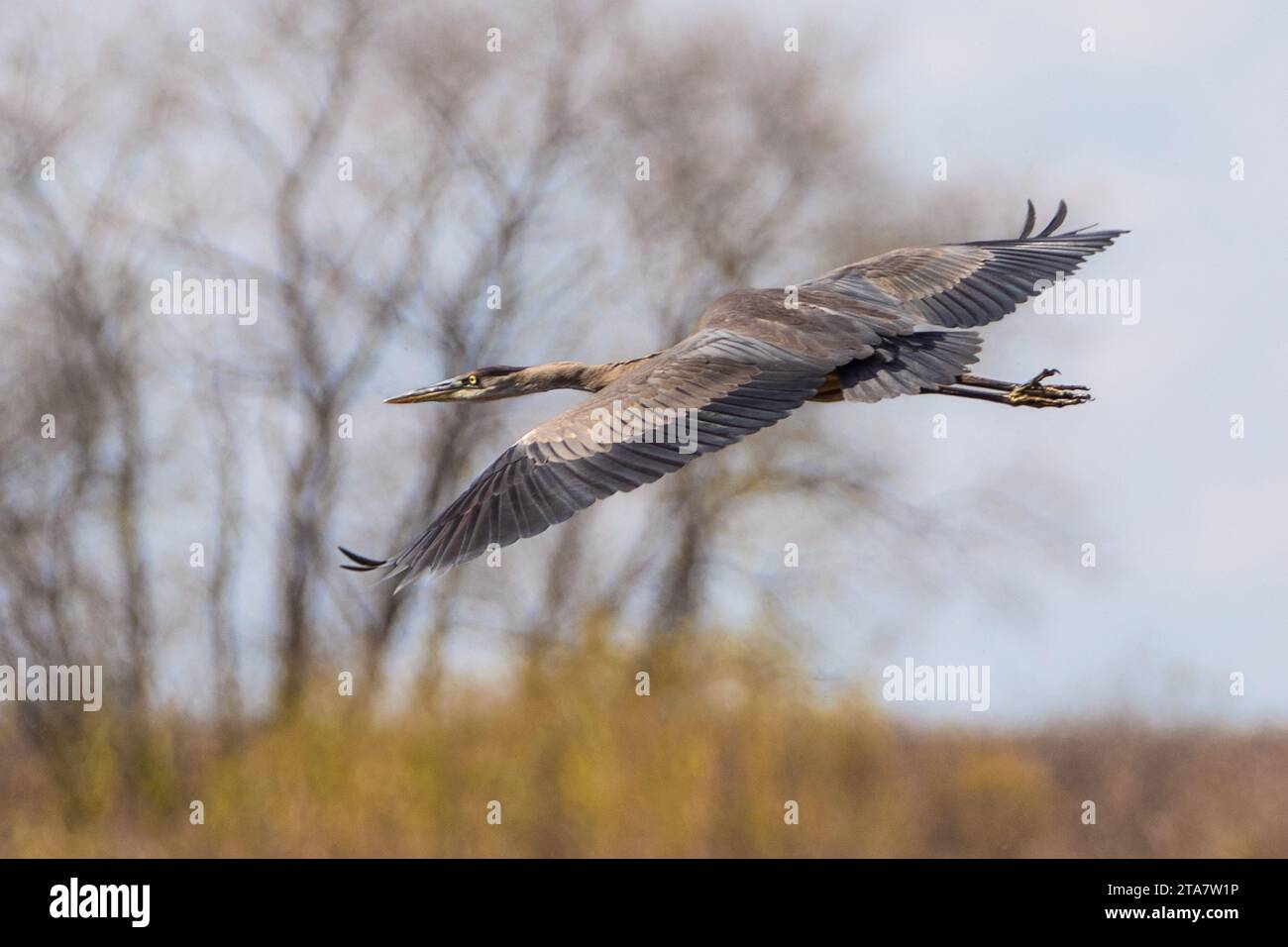 Vue latérale rapprochée de Great Blue Heron volant avec des ailes déployées dans le paysage d'automne Banque D'Images