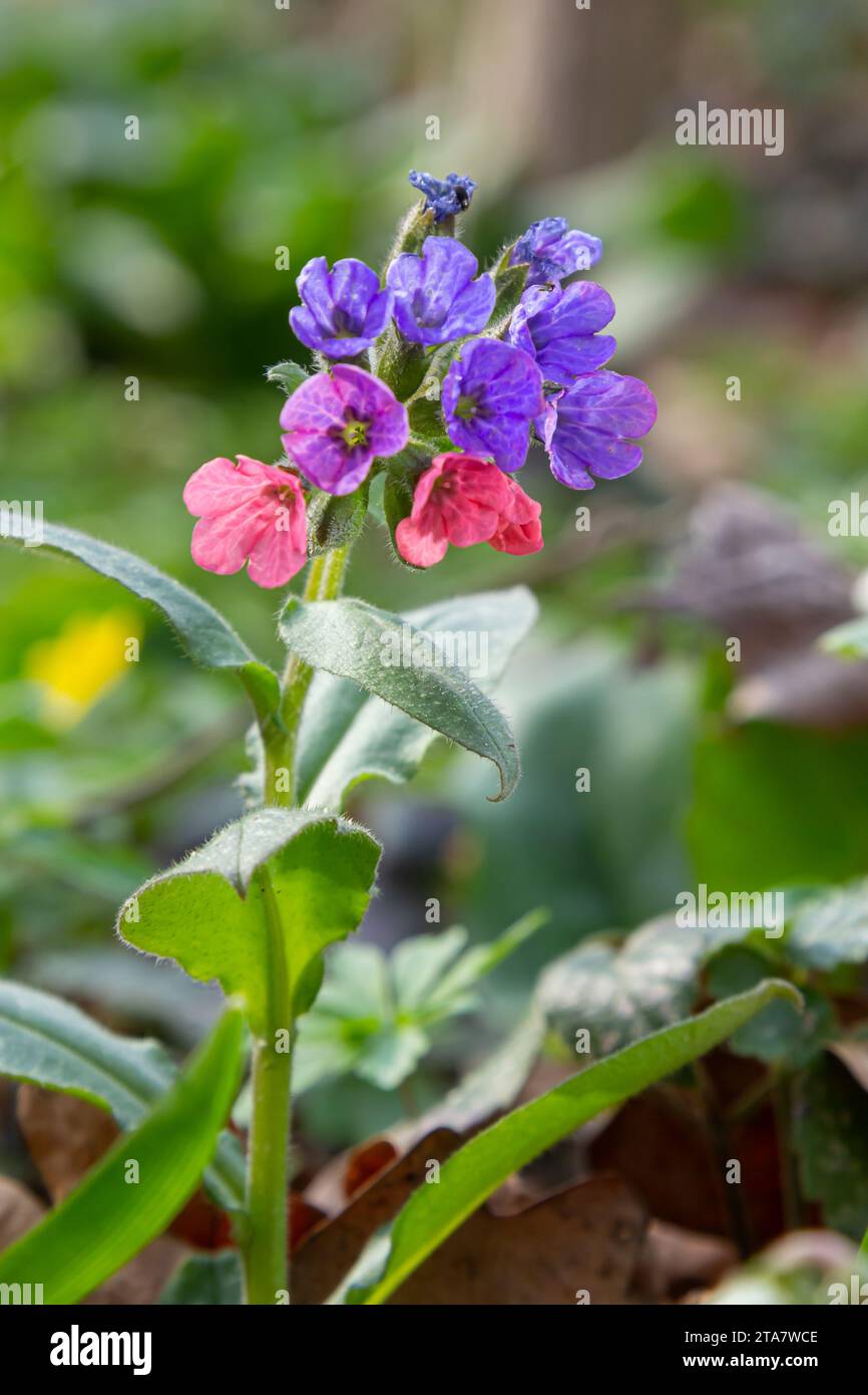 Pulmonaria officinalis, noms communs lungwort, lungwort commun, les larmes de Marie ou les gouttes de lait de notre Dame, est une plante herbacée rhizomateuse éternelle Banque D'Images