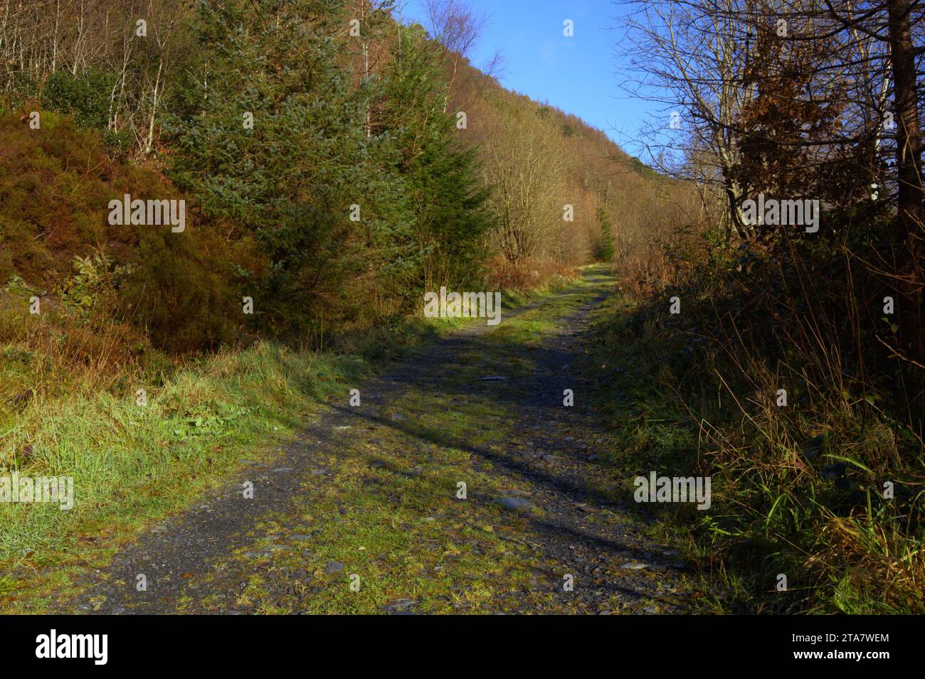 Pistes forestières dans la forêt Dyfi en automne Banque D'Images