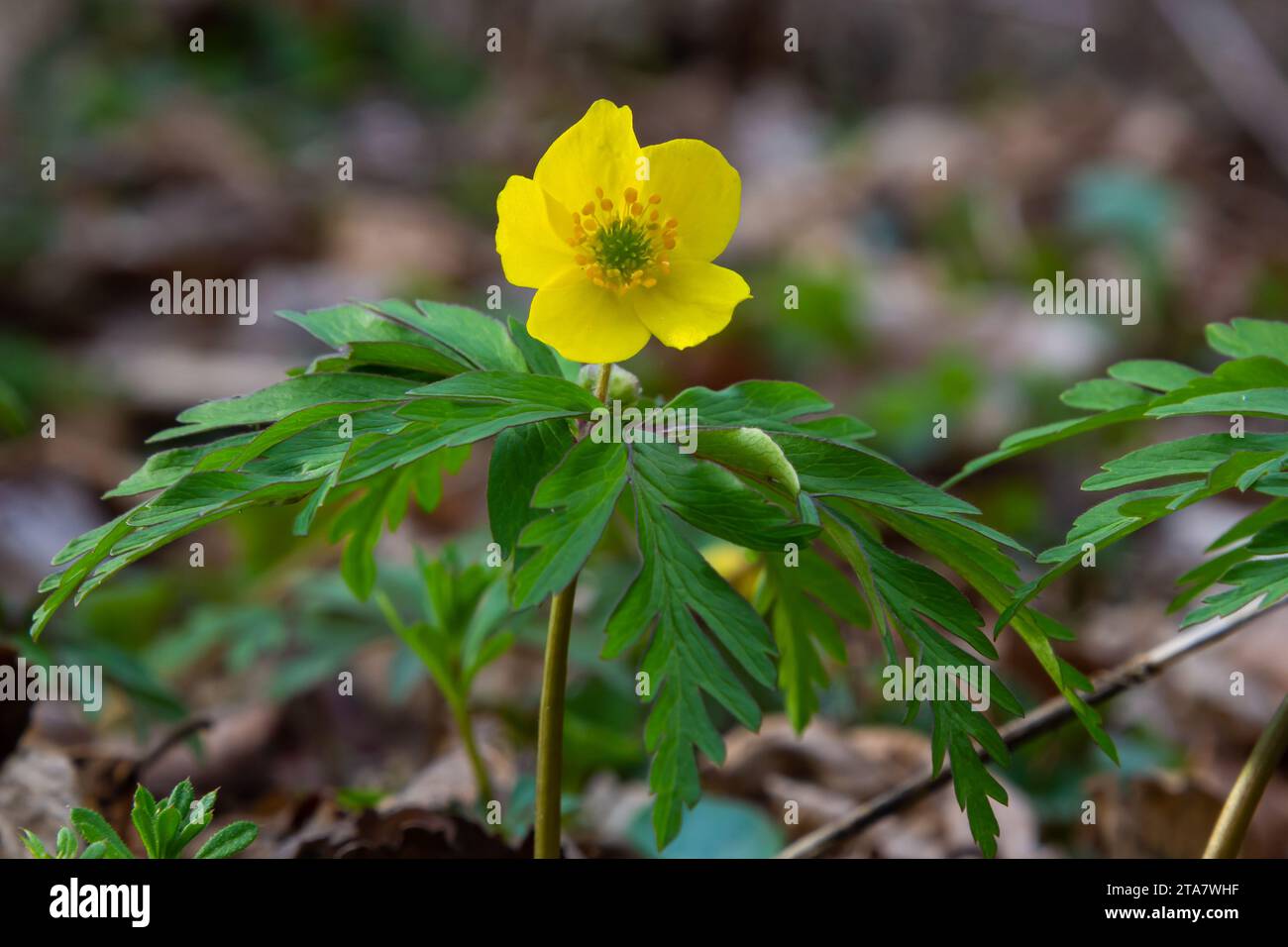 Au printemps dans la forêt sauvage fleurit l'anémone jaune Anemone ranunculides. Banque D'Images