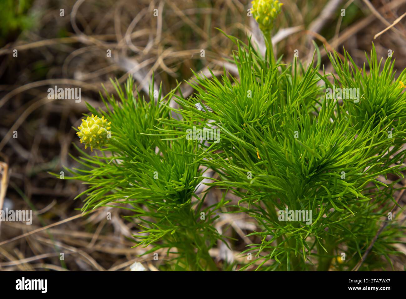 Fleurs de forêt jaune Adonis vernalis, oeil de faisan, oeil de faisan de printemps, oeil de faisan jaune, fausse hellebore. La plante est toxique, conteneui Banque D'Images