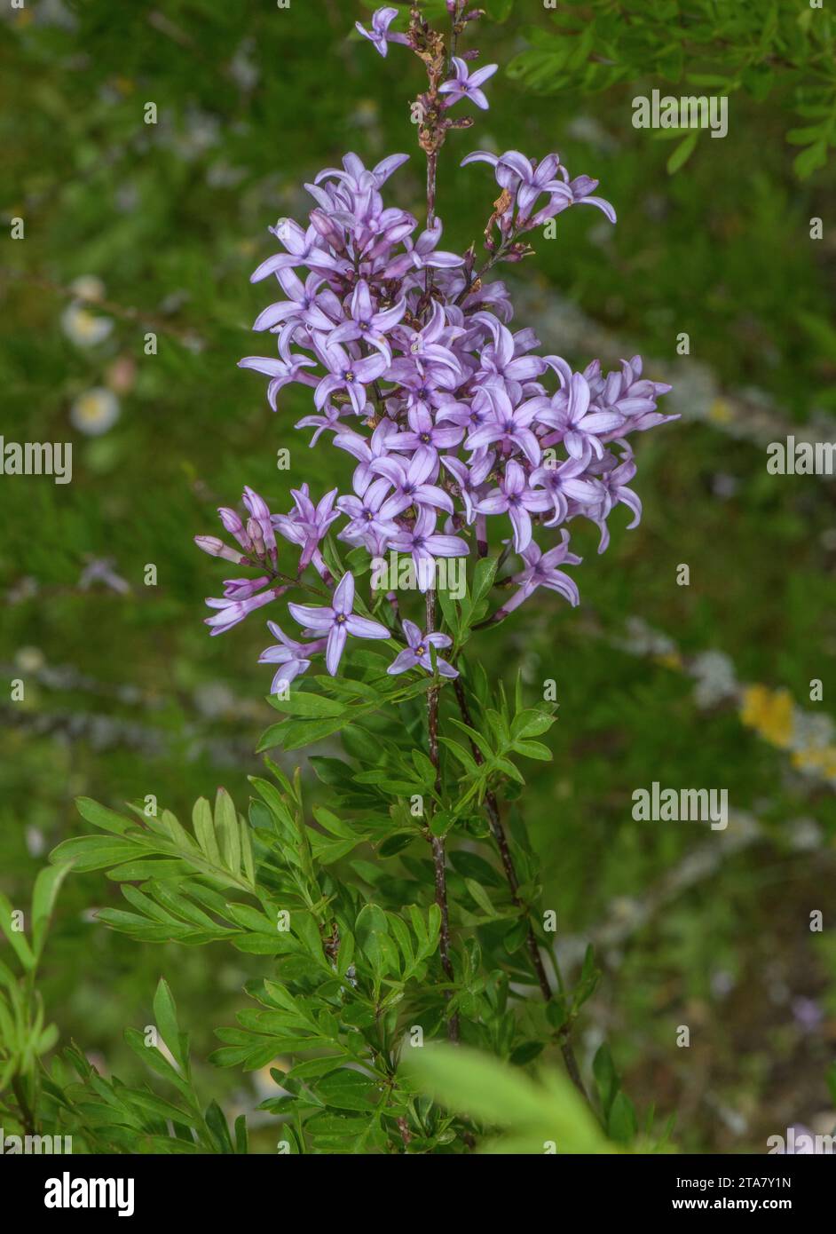 Lilas perse, Syringa persica - un hybride, pensé pour provenir d'un croisement de Syringa × laciniata et S. afghanica. Jardin. Banque D'Images