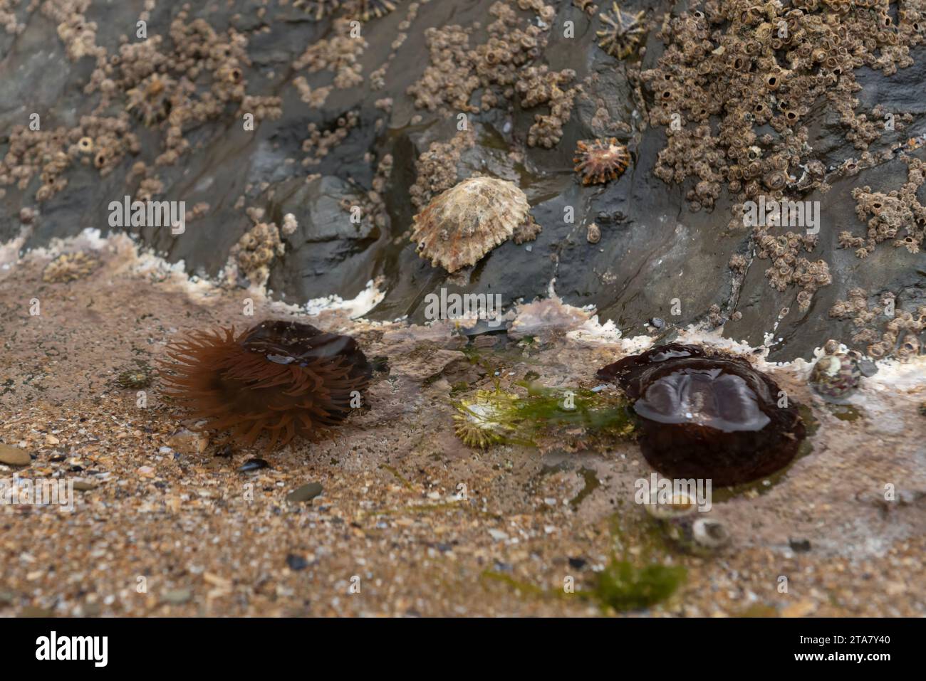 Rockpool avec anémone de perles, algues coralliennes, coquille supérieure et limpets Banque D'Images