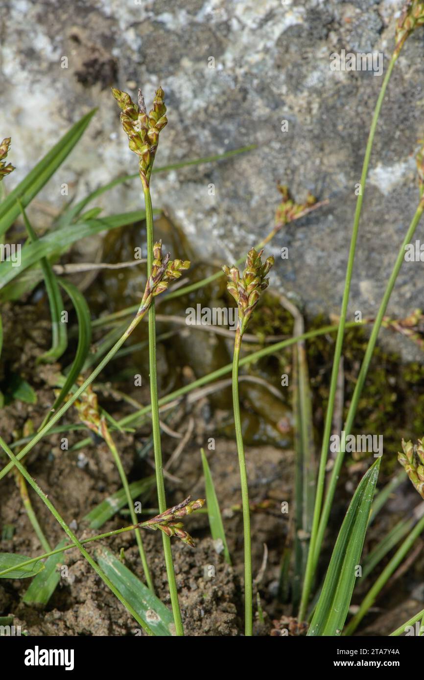 Carex pied d'oiseau, ornithopode Carex en fleur et fruits. Sur calcaire. Banque D'Images