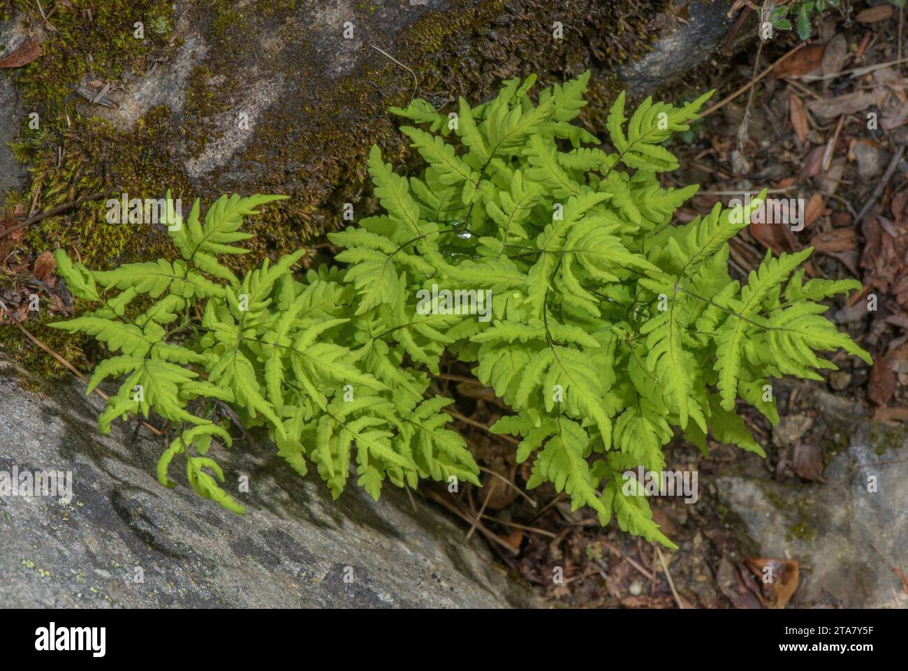 Fougère de chêne, Gymnocarpium dryopteris, en crevasse rocheuse. Banque D'Images