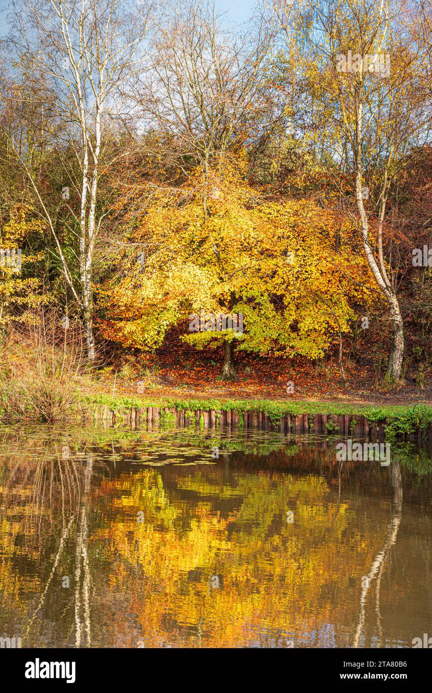 Couleurs d'automne dans la forêt royale de Dean - Lightmoor Pool près de Speech House, Gloucestershire, Angleterre Royaume-Uni Banque D'Images