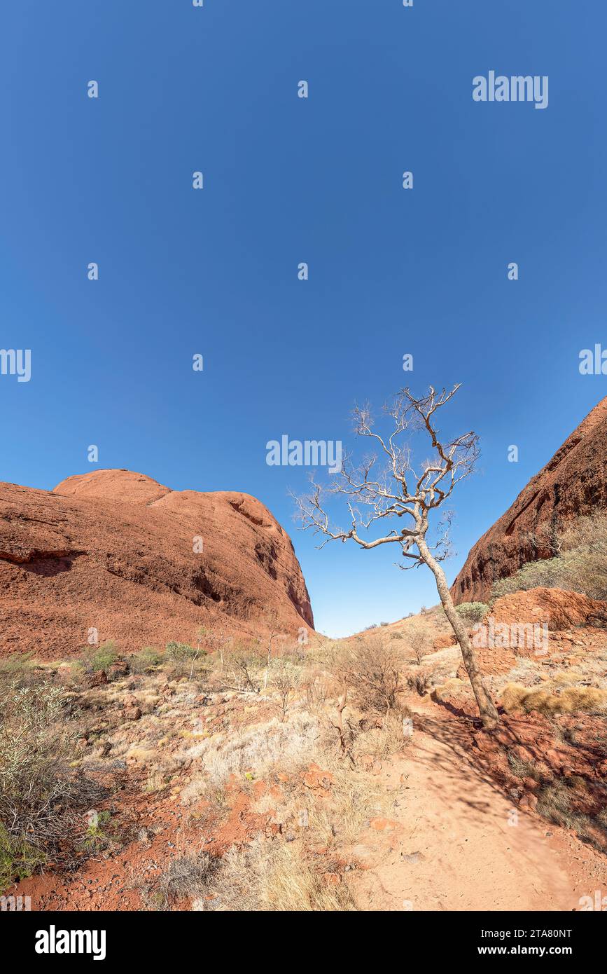 Parc national de Kata Tjuta, territoire du Nord, Australie, 29 novembre 2023 - randonnée dans le parc national d'Uluru-Kata Tjuta. Kata Tjuta est culturellement Banque D'Images