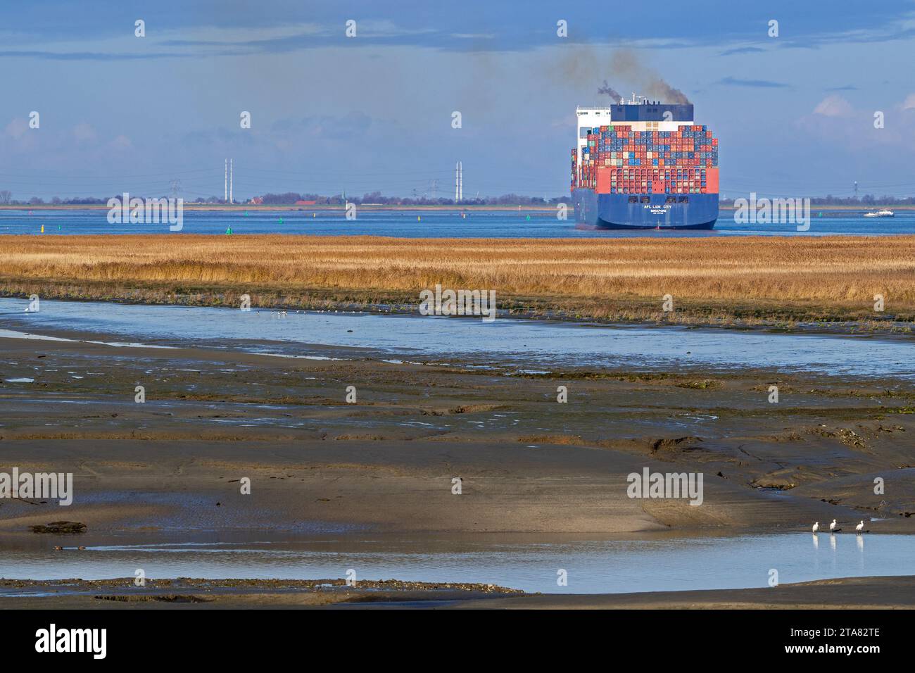 Bateau porte-conteneurs naviguant sur l'Escaut occidental et vue sur le marais salant de l'estuaire à la réserve naturelle Prosperpolder, Flandre orientale, Belgique Banque D'Images