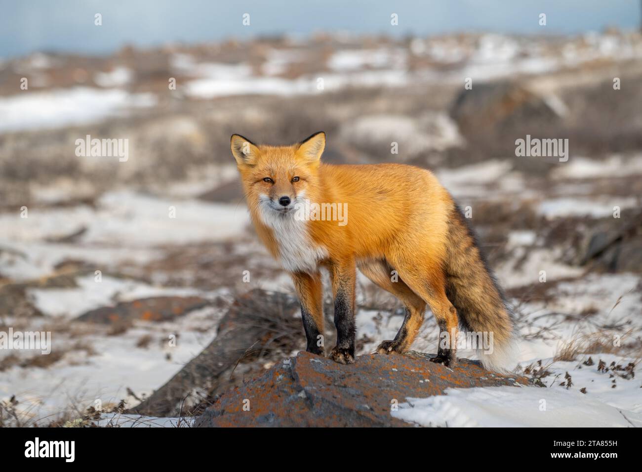 Renard roux debout sur un rocher à la périphérie de Churchill, au Manitoba Banque D'Images