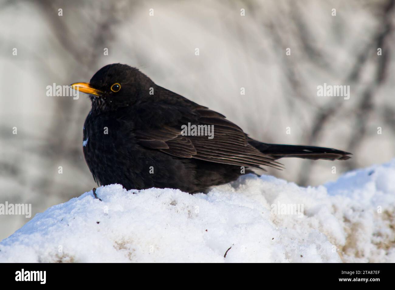 L'oiseau noir commun (Turdus merula) est assis dans la neige. Banque D'Images