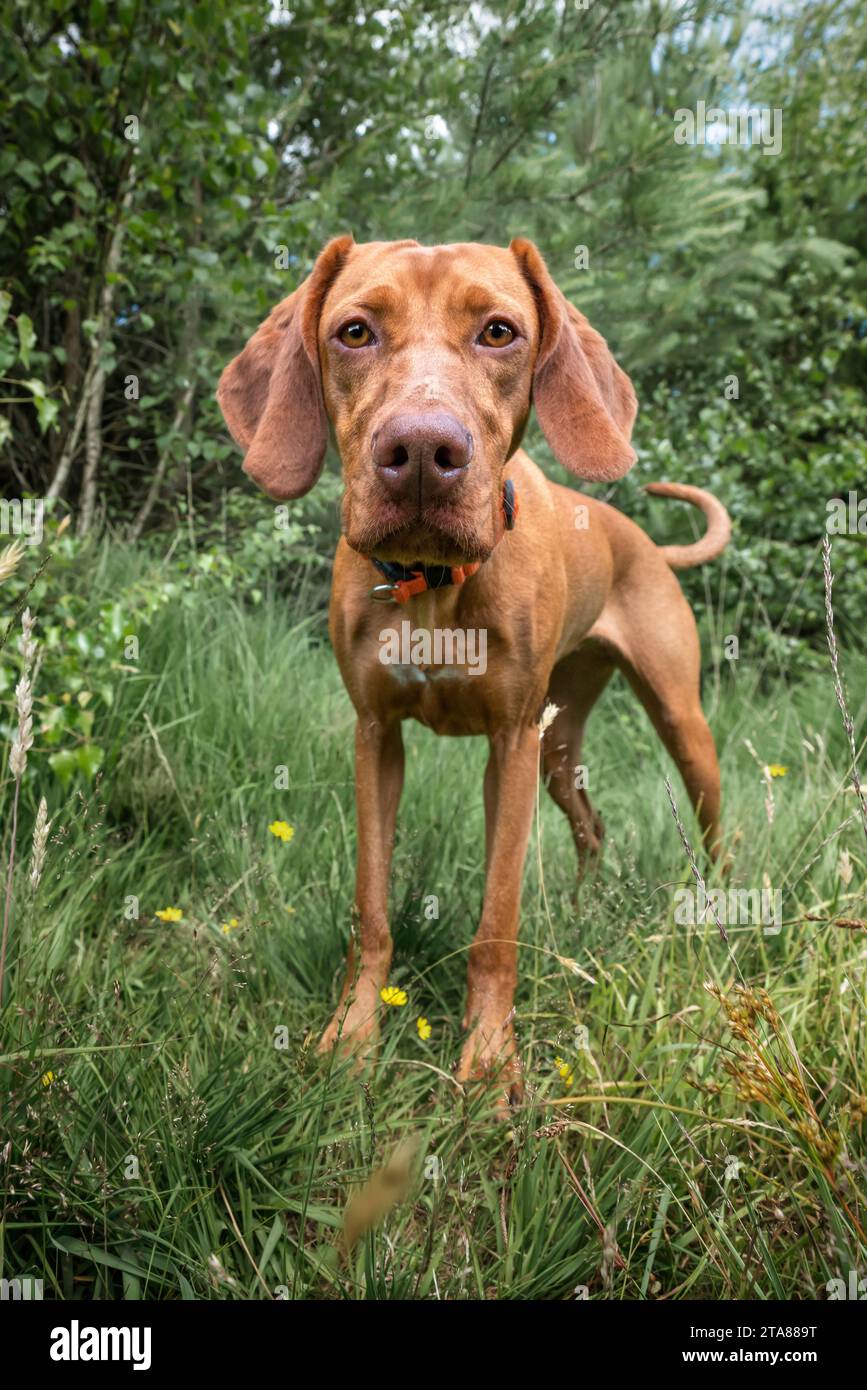 Chien Sprizsla - couleur fauve claire Vizsla Springer Spaniel Cross - debout dans la forêt, de près et l'air très heureux Banque D'Images