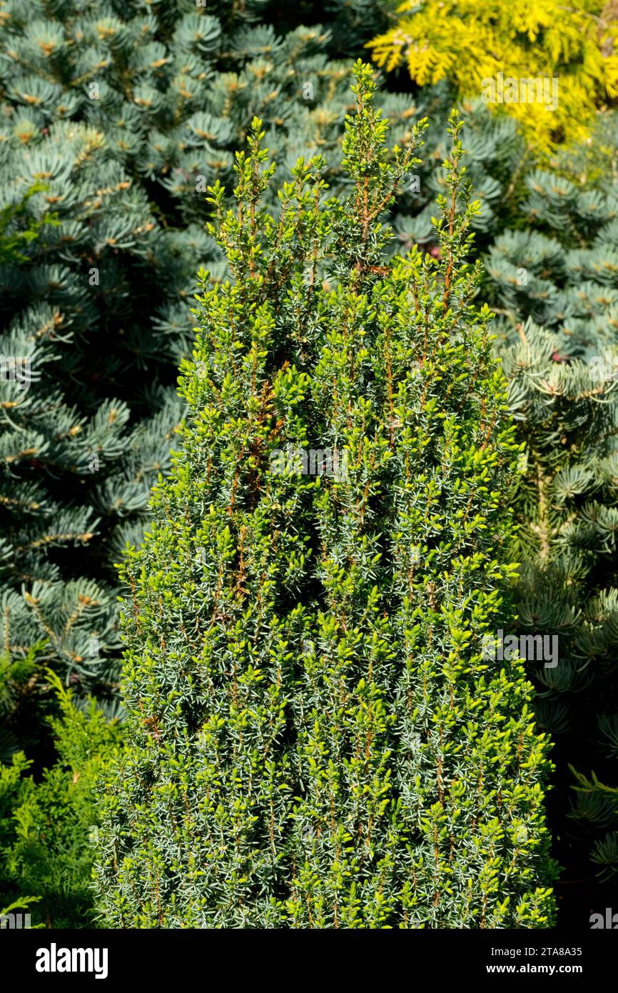Genévrier commun, Juniperus communis 'Arnoldn' dans le jardin Banque D'Images