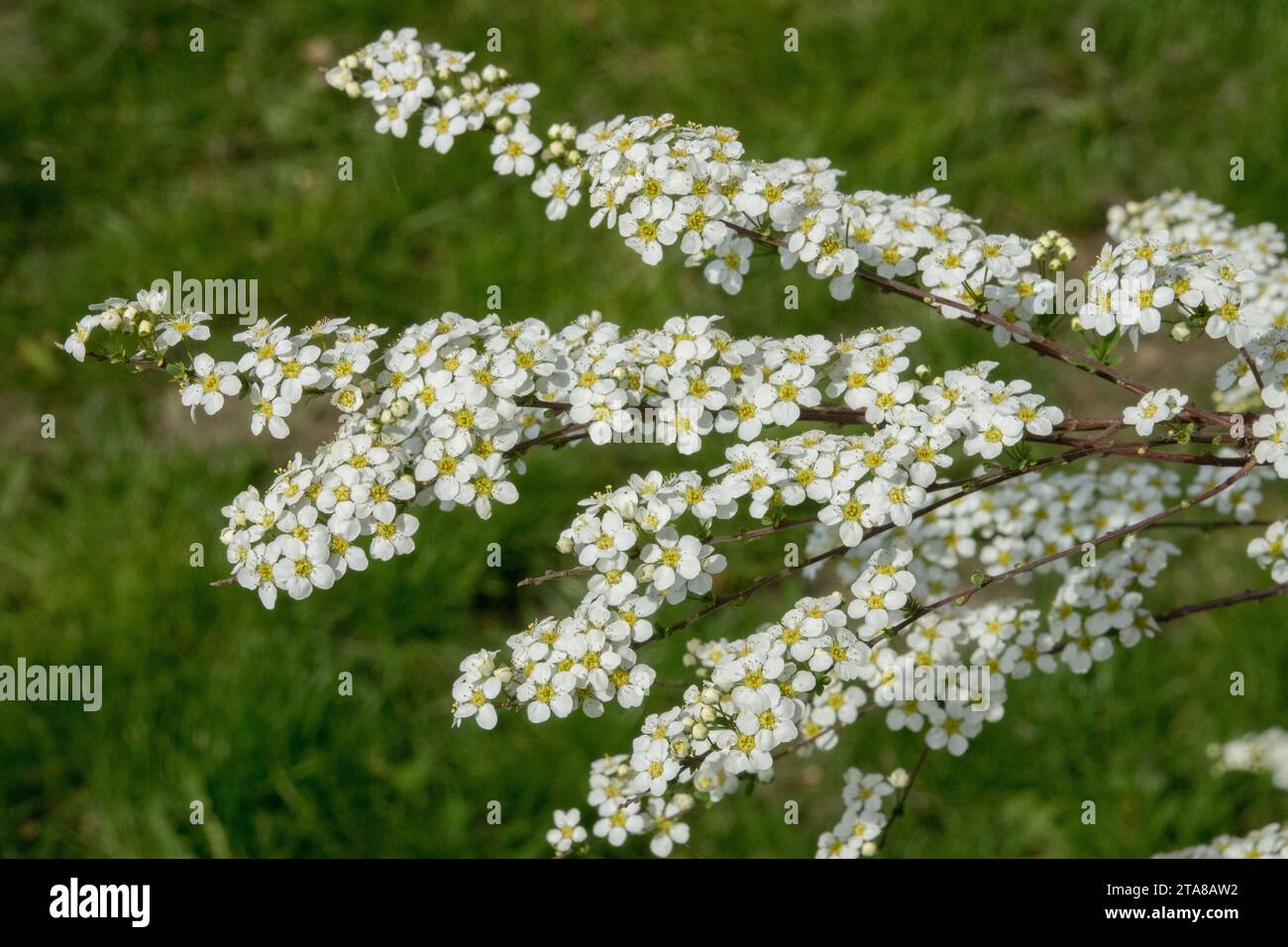 Garland Spirea,Spiraea × arguta 'Bridal Wreath' Banque D'Images