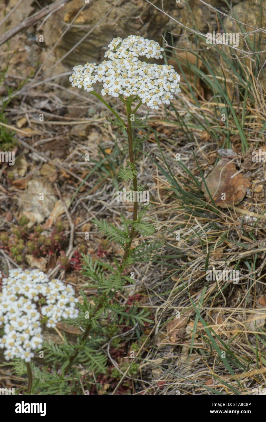 Milfoil andorran, Achillea chamaemelifolium, en fleur dans les Pyrénées orientales. Banque D'Images
