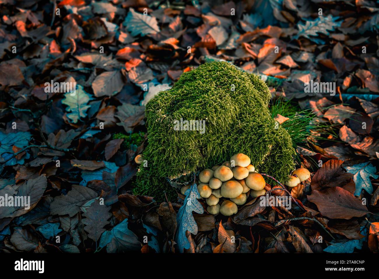 Grappe de champignons poussant sur un tronc couvert de mousse Banque D'Images