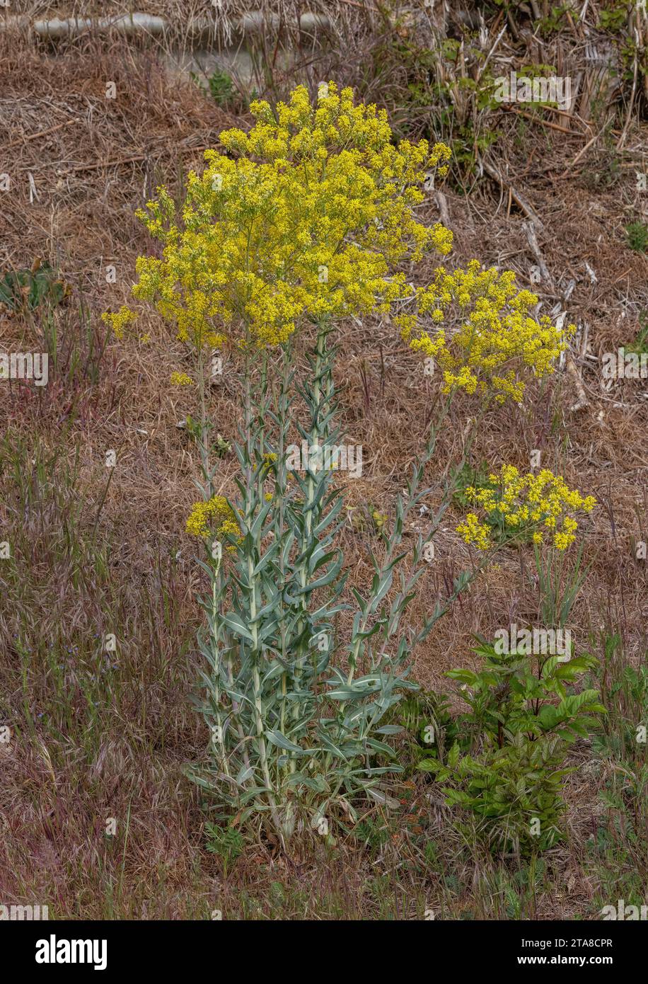 Laine, Isatis tinctoria en fleur dans les prairies sèches, Pyrénées. Banque D'Images