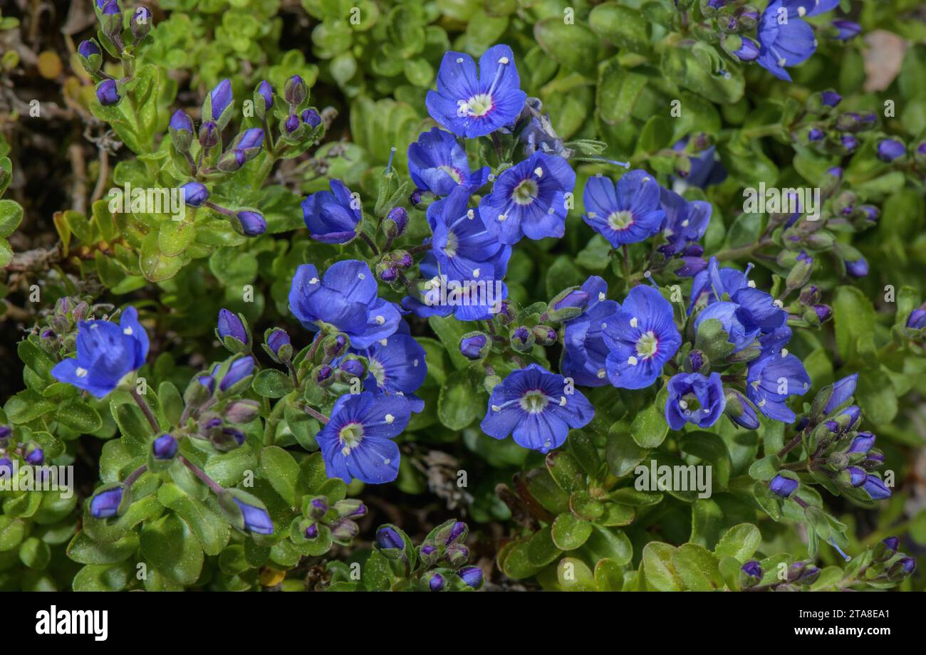 Rock Speedwell, Veronica fruticans, en fleur dans les Alpes. Rare originaire du Royaume-Uni. Banque D'Images