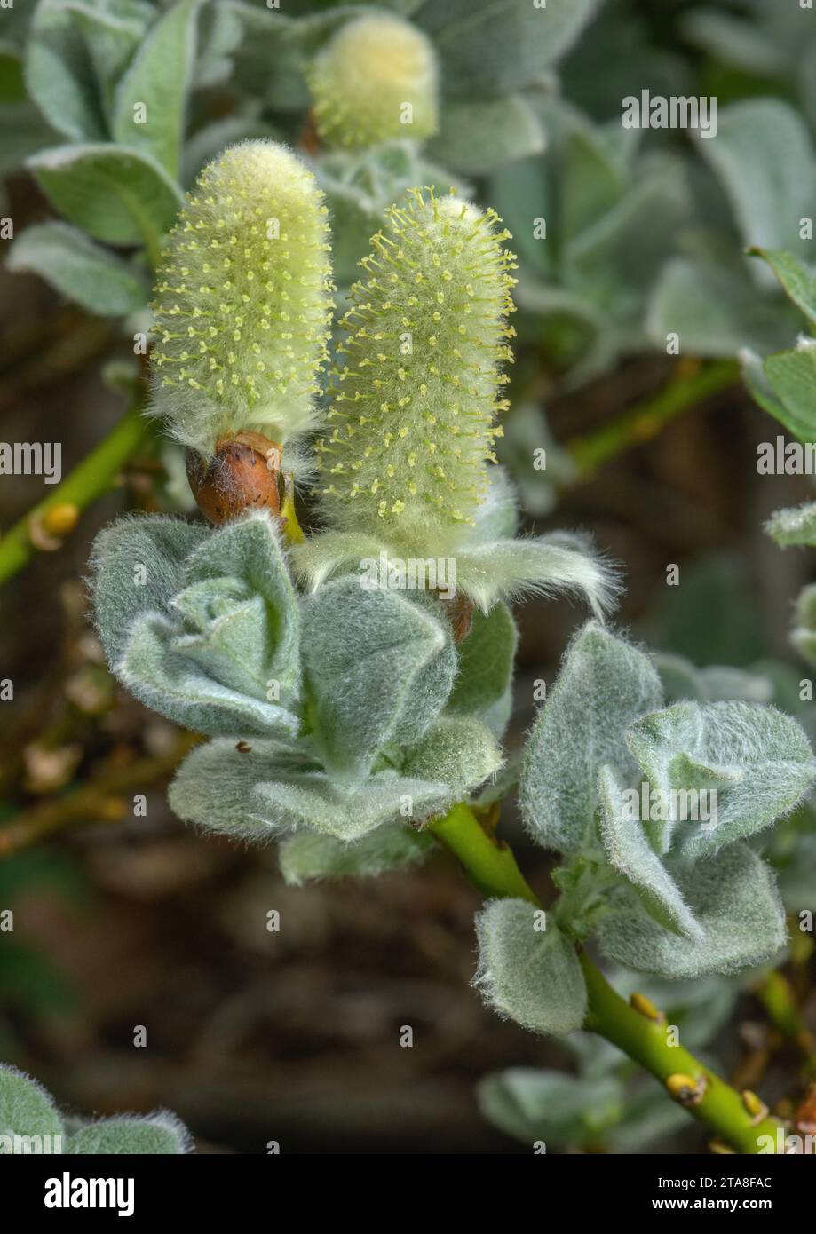 Saule laineux, Salix lanata ; plante femelle en fleur. Europe arctique, très rare au Royaume-Uni. Banque D'Images