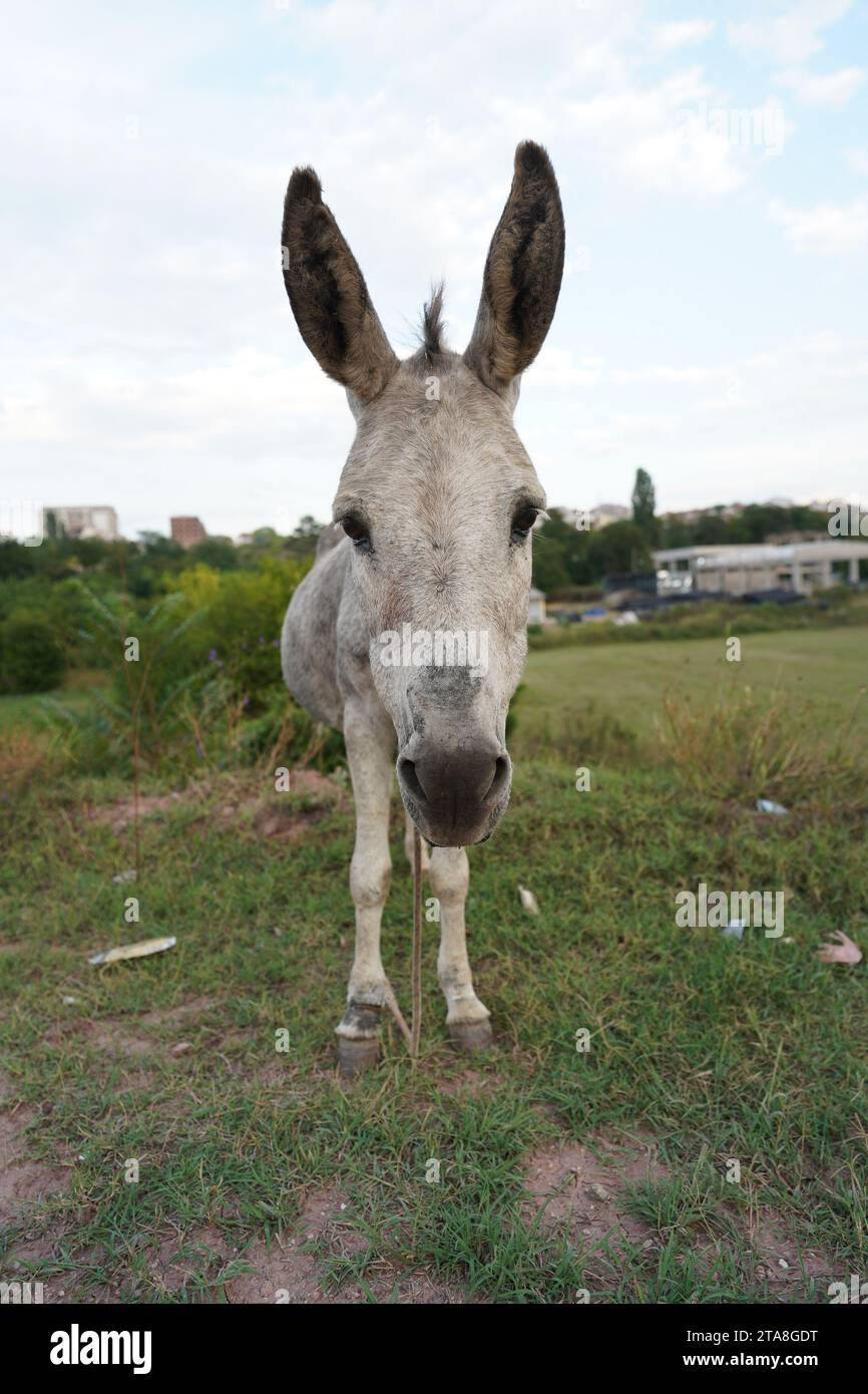 Portrait de l'âne gris dans le champ. Grandes oreilles. Perspective grand angle. Equus africanus asinus. Animal de travail. Banque D'Images