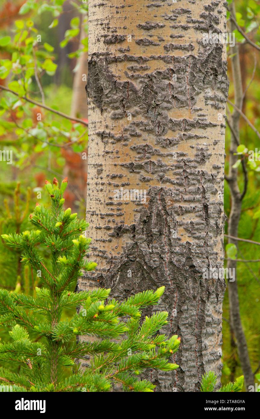 Tronc de peuplier, Walloper Lake Provincial Park, British Columbia, Canada Banque D'Images