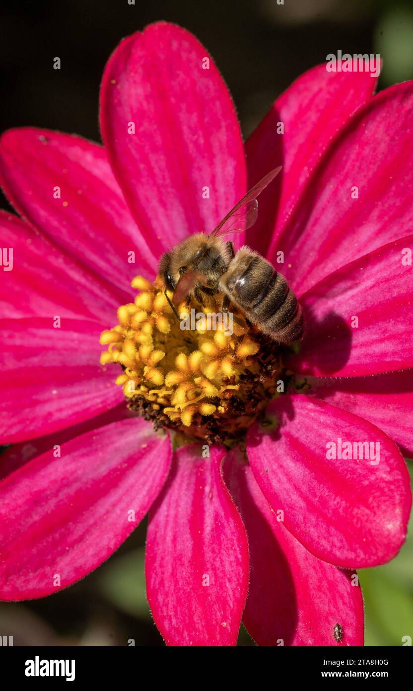 Abeille collectant le pollen sur la fleur violette. Belle nature. Abeille de miel occidentale. Banque D'Images