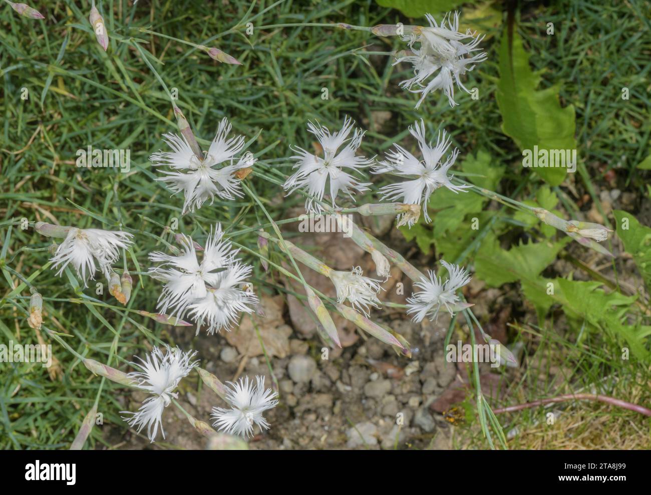 Sable rose, Dianthus arenarius en fleur ; Côte Baltique. Banque D'Images