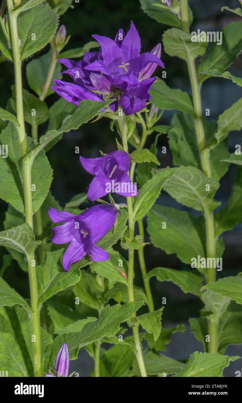 bellflower géant, Campanula latifolia, en fleur dans les bois. Banque D'Images