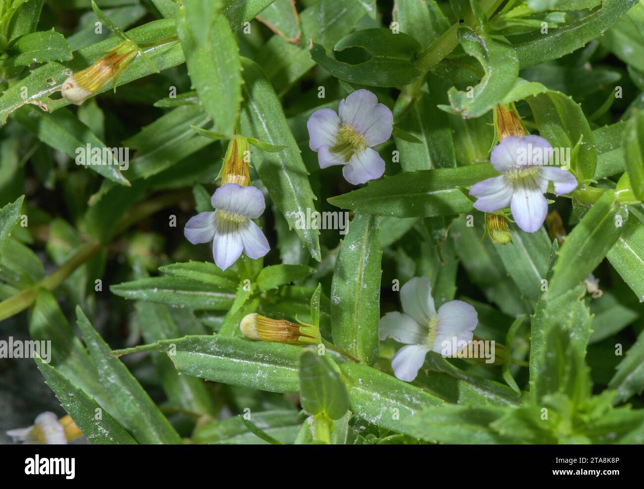 Hysope d'eau, Gratiola officinalis en fleur en sol marécageux, France Banque D'Images