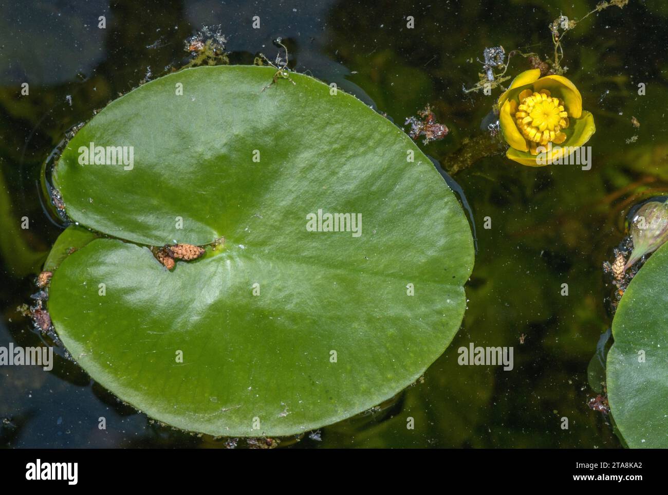 Moins de nénuphars, Nuphar pumila en fleur dans un petit étang, Europe du Nord. Banque D'Images