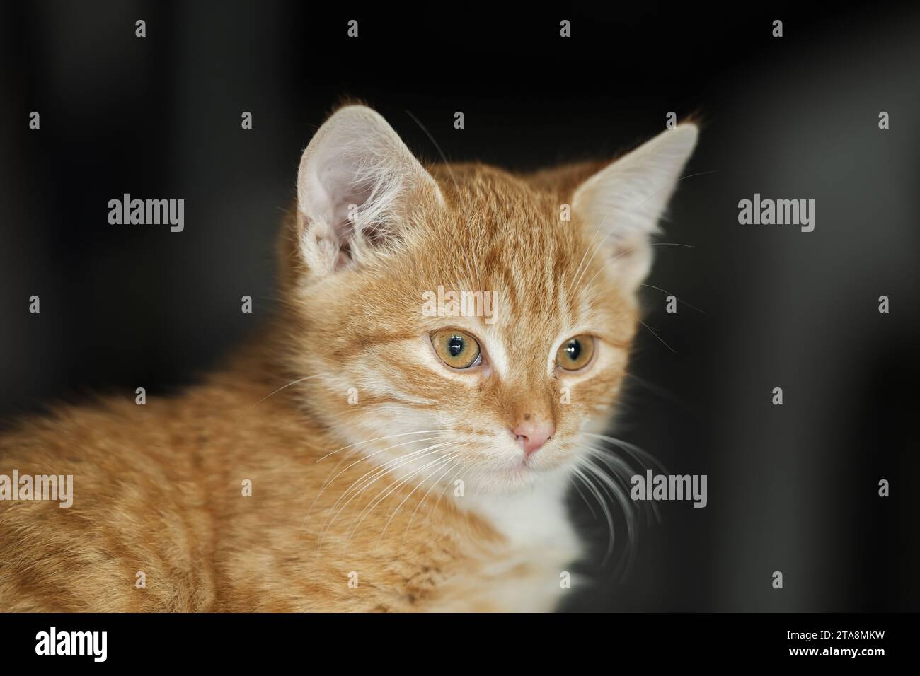 Portrait d'un mignon tomcat Banque D'Images