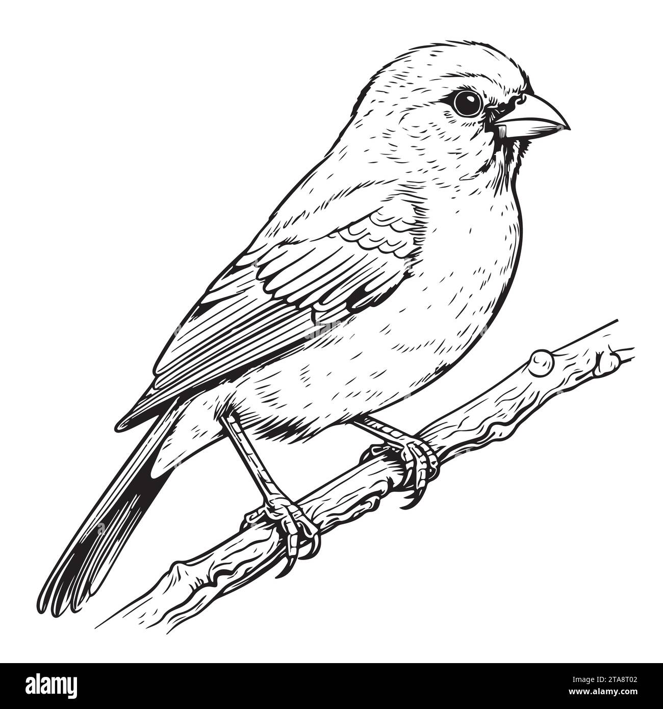 croquis noir et blanc d'un oiseau canarien assis sur une branche Illustration de Vecteur croquis noir et blanc d'un oiseau canarien assis sur une branche Illustration de Vecteur