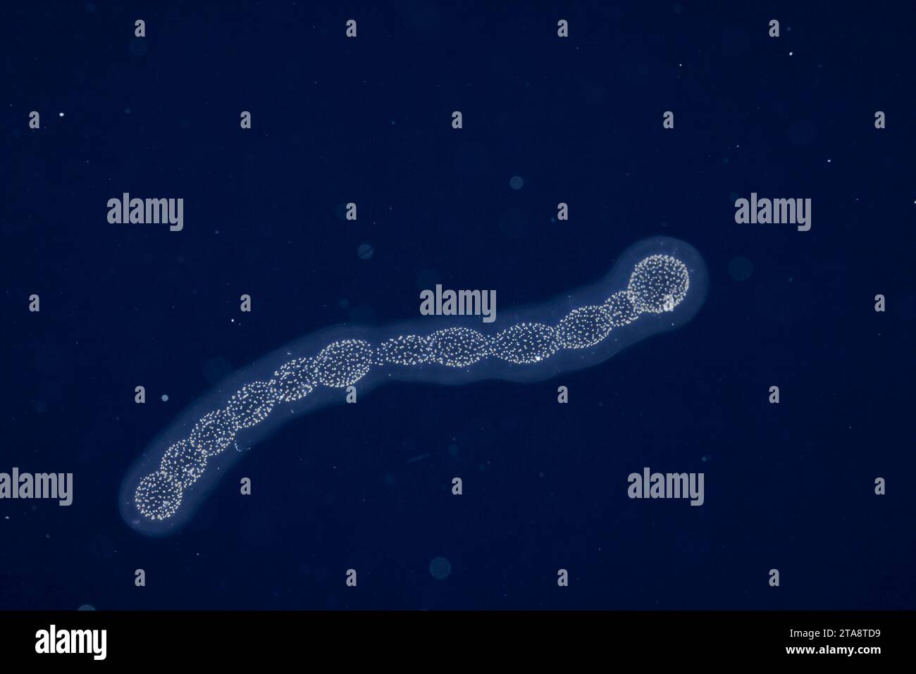 Une colonie radiolaire dérivante photographiée la nuit lors d'une plongée en eaux noires dans l'océan Pacifique ouvert à six miles au large de l'île de Yap, dans le S fédéré Banque D'Images