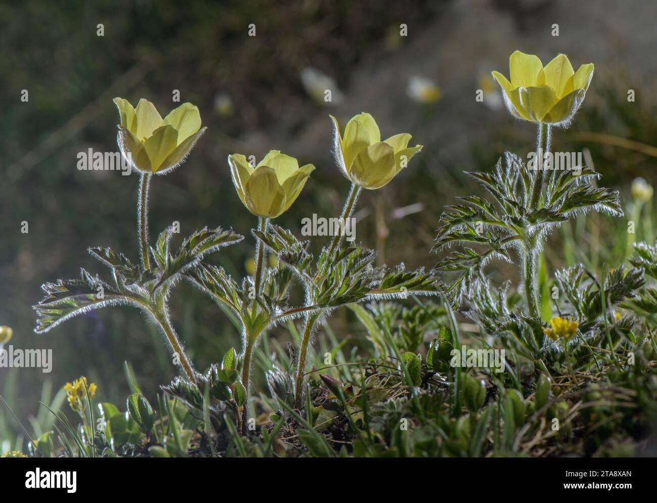 Pasqueflower alpin, Pulsatilla alpina ssp apiifolia, sous sa forme jaune. Alpes suisses. Banque D'Images