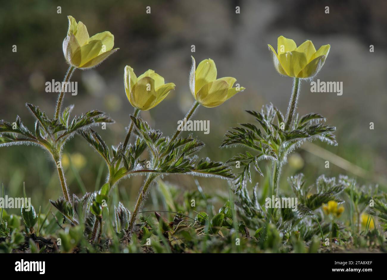 Pasqueflower alpin, Pulsatilla alpina ssp apiifolia, sous sa forme jaune. Alpes suisses. Banque D'Images