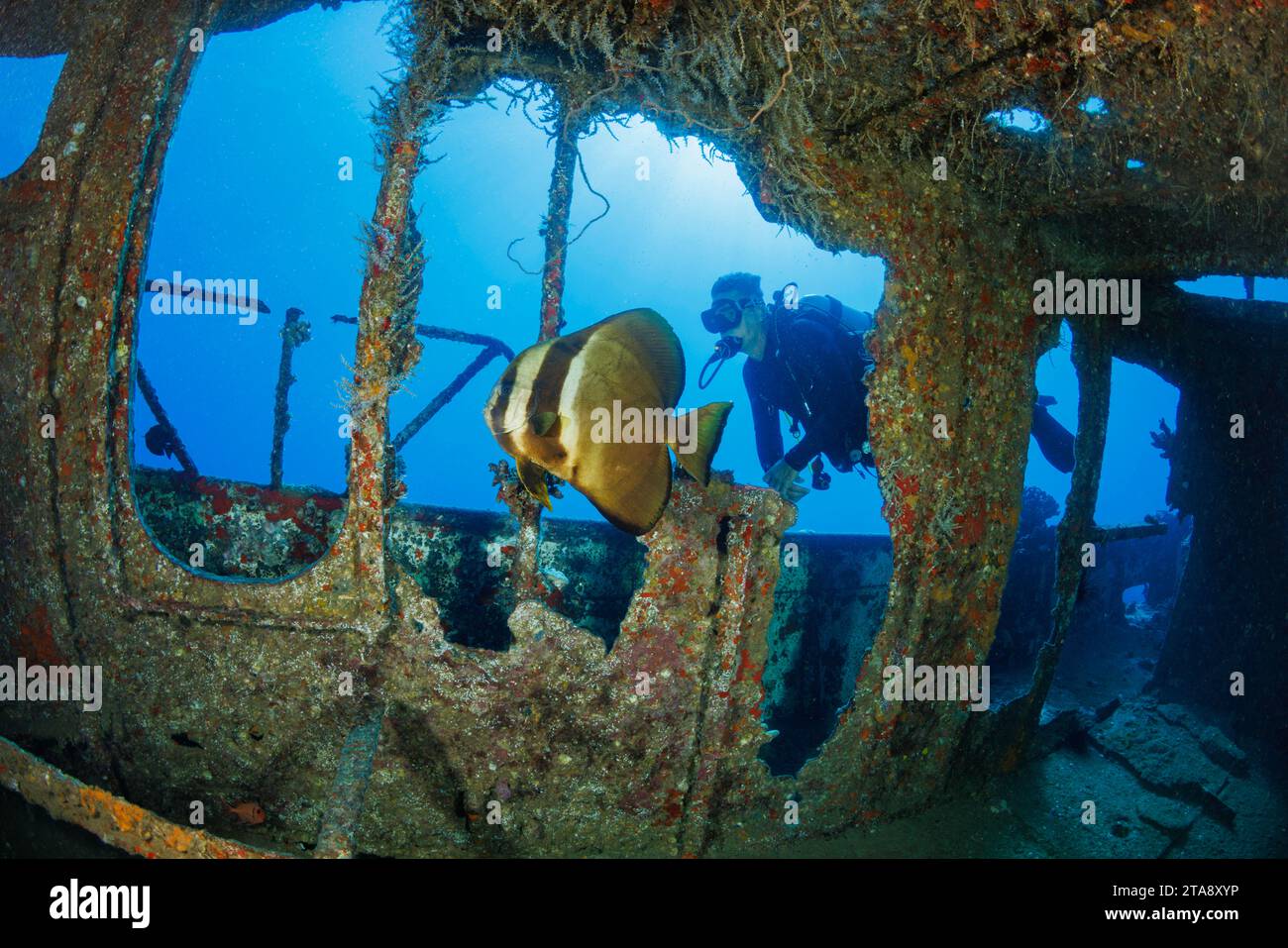 Un plongeur (MR) et une batfish, Platax teira, sur l'épave du St. Anthony, Maui, Hawaï. Cette espèce de batfish est rare à Hawaï et il y en a Banque D'Images