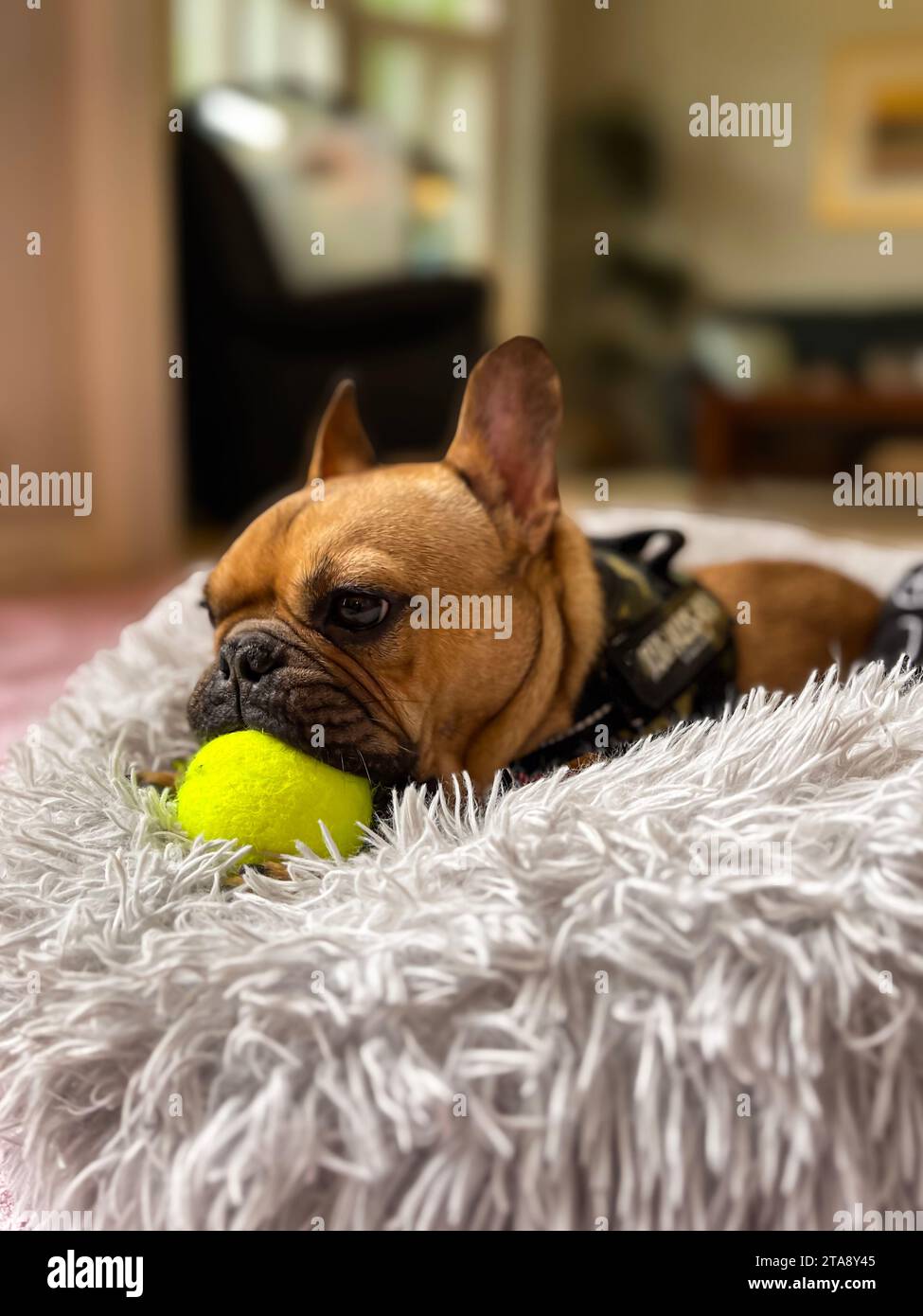 Un mignon bulldog français suce sur une balle de tennis jaune tout en se reposant dans un lit moelleux de chien à l'intérieur d'une maison. Banque D'Images