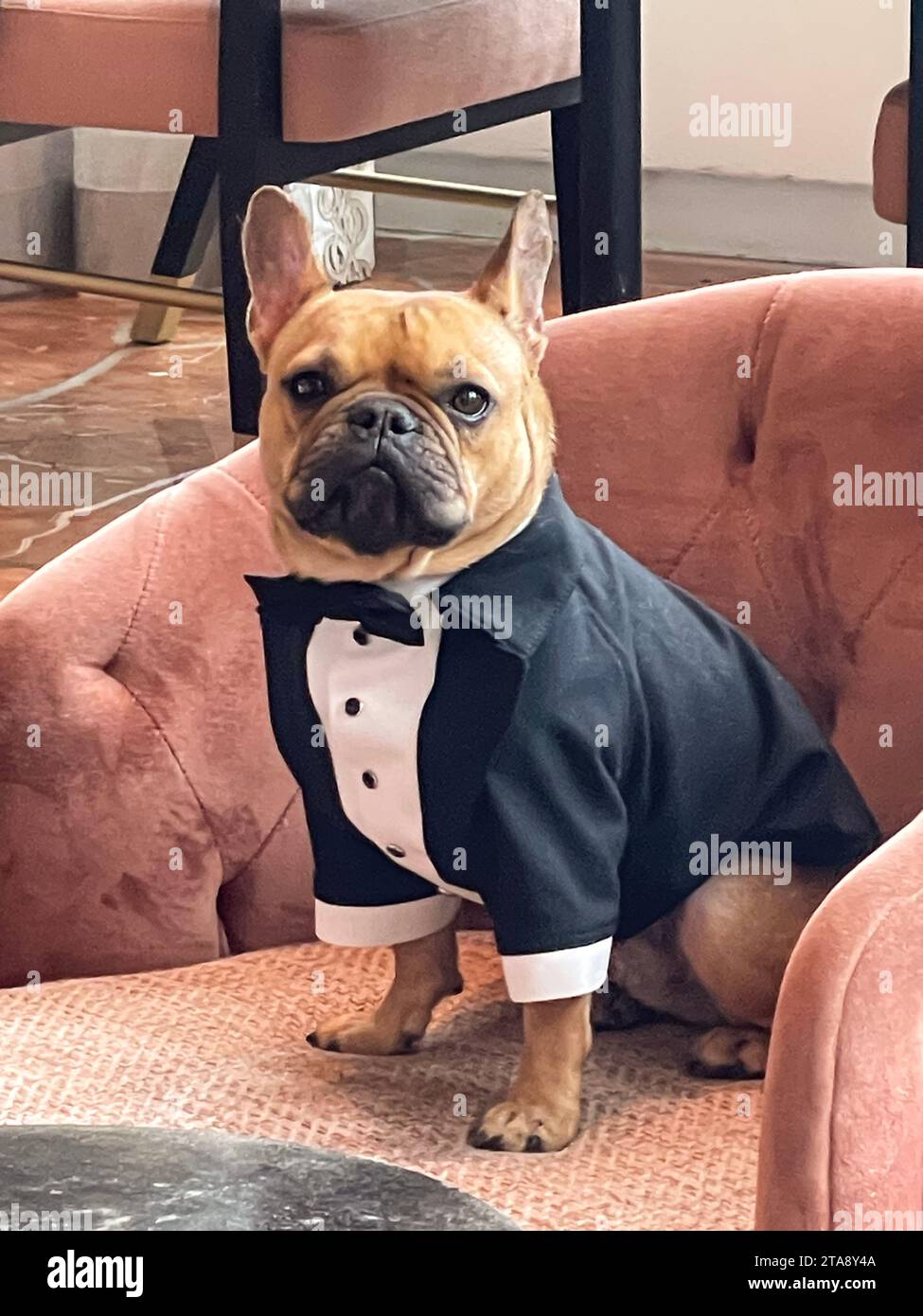 Un bouledogue français porte un smoking fait sur mesure avec noeud papillon comme il est assis avec une expression sérieuse dans une chaise à un mariage. Banque D'Images