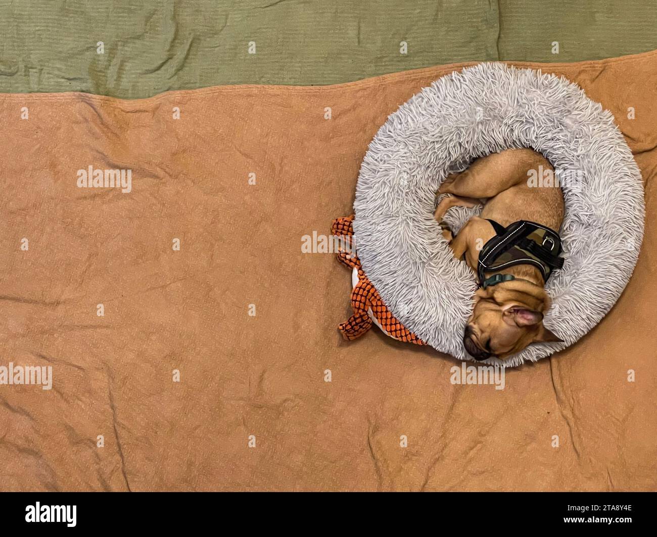 La prise de vue en grand angle montre un bouledogue français dormant dans un lit de chien shaggy à l'intérieur d'une maison. Banque D'Images