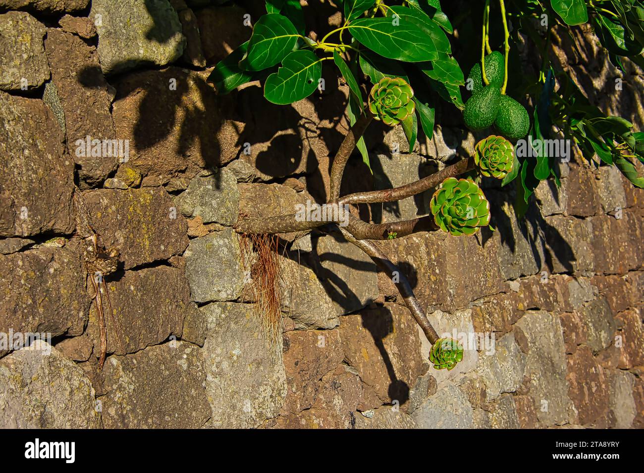 Fruits verts poussant sur une plante grimpante contre un vieux mur de pierre, paysage méditerranéen naturel Banque D'Images