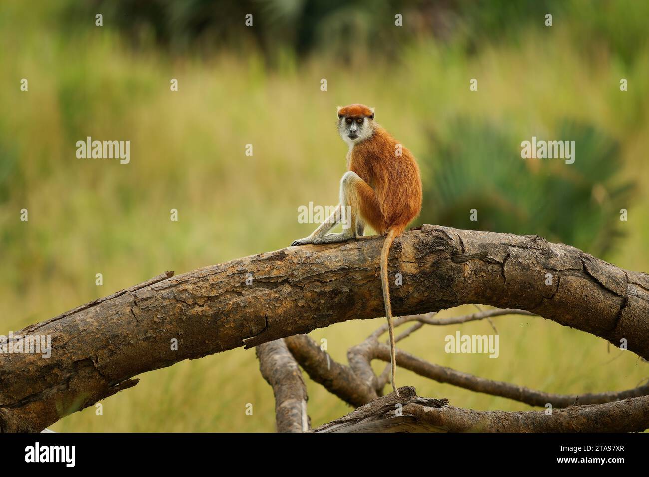 Singe patas commun - Erythrocebus patas également singe hussar, singe vivant au sol distribué en Afrique de l'Ouest et de l'est, debout et garde sur le tr Banque D'Images