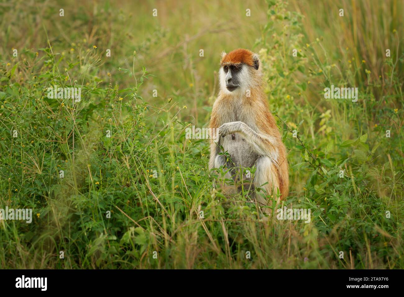 Singe patas commun - Erythrocebus patas également singe hussar, singe vivant au sol distribué en Afrique de l'Ouest et de l'est, debout et garde sur le tr Banque D'Images