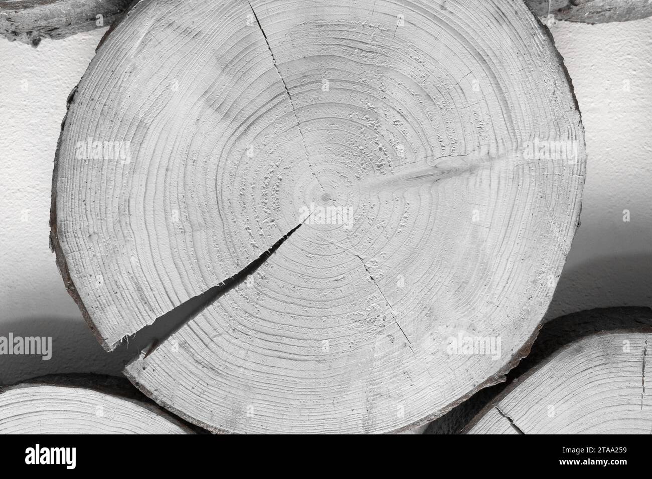 Gros plan fissuré rond anneau d'arbre annuel texture bois fond blanc matériau cassé bois gris dommages. Banque D'Images