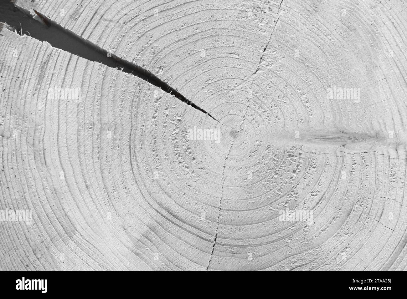 Gros plan fissuré sur l'anneau d'arbre annuel rond texture bois fond blanc matériau cassé bois gris dommage. Banque D'Images