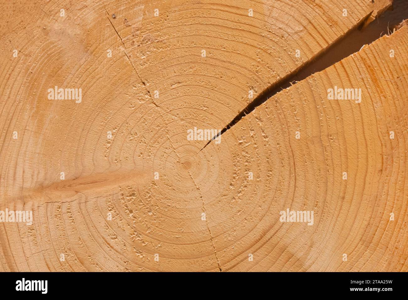 Gros plan fissuré sur la texture de l'anneau d'arbre annuel rond matériau de fond en bois cassé dommages en bois. Banque D'Images