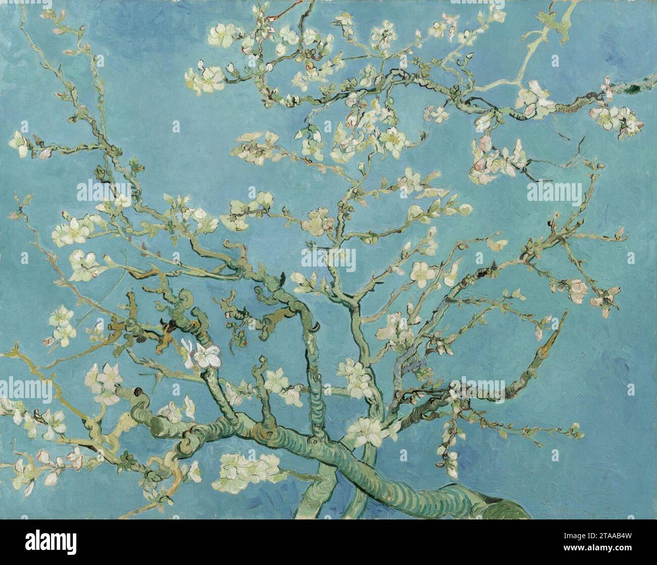 Vincent van Gogh - fleurs d'amande Banque D'Images