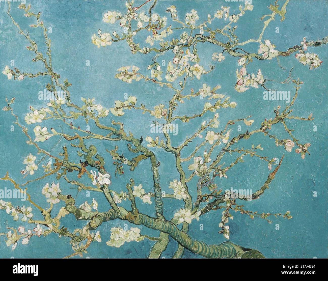 Vincent van Gogh - branches d'un amandier en fleurs (F671). Banque D'Images