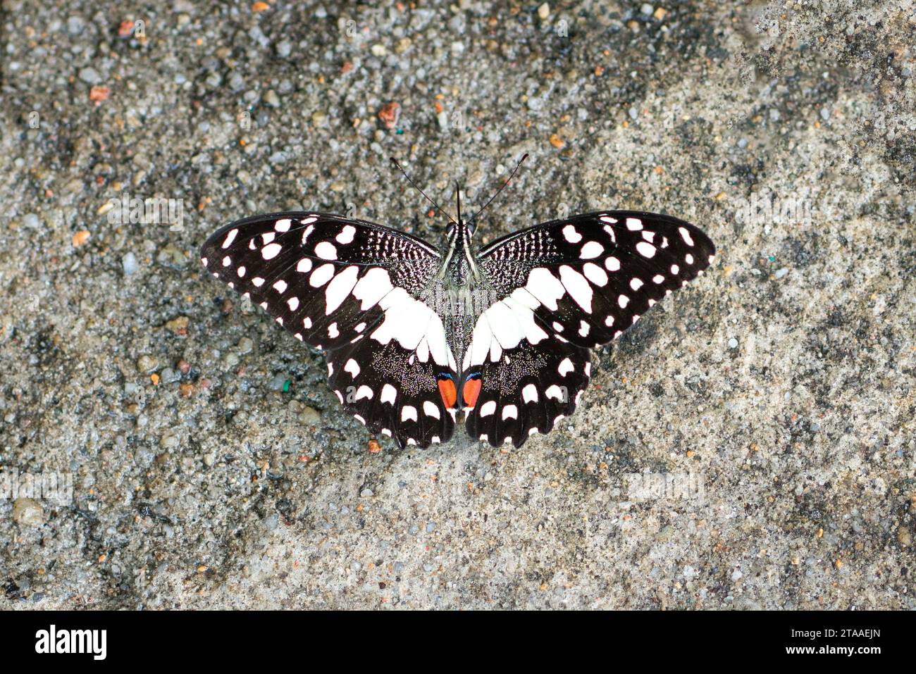 Papillon citron vert avec ailes ouvertes, vue de dessus. Banque D'Images