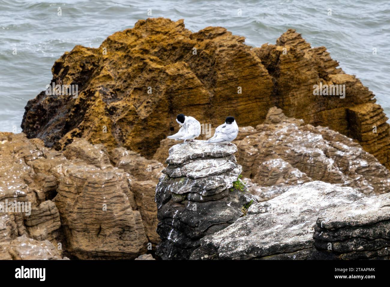 Mouettes sur Pancake Rocks sur New Zealnds South Island Banque D'Images
