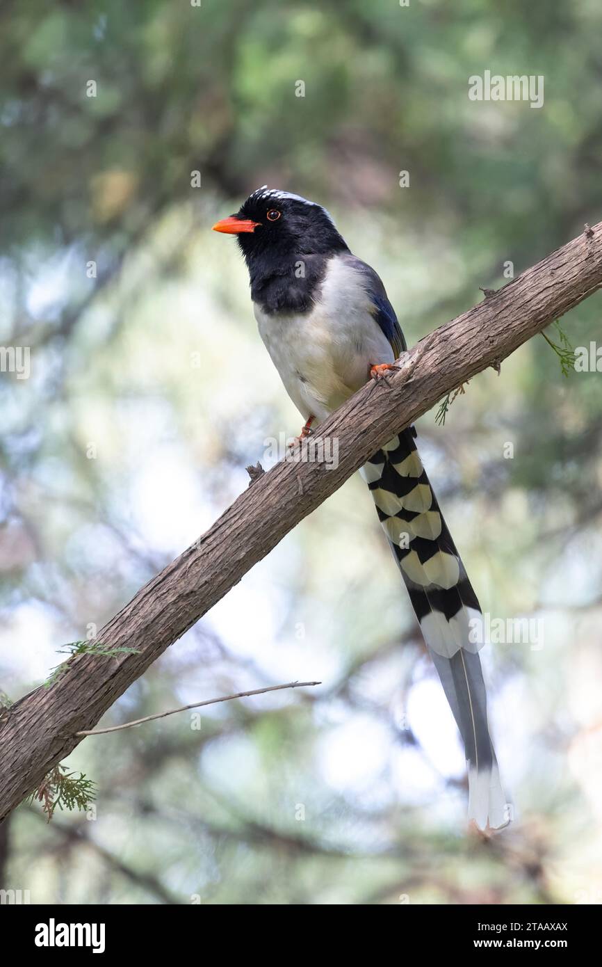 Oiseau Magpie bleu à bec rouge à Pékin en Chine Banque D'Images